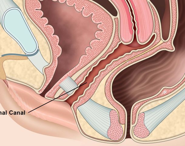 Anatomy of the Vaginal Canal