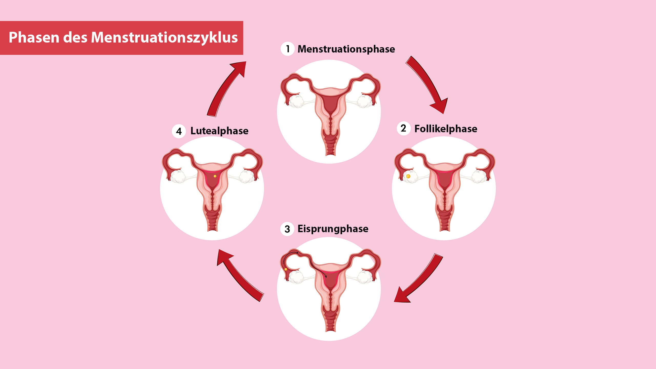 Infografik mit den vier Phasen des Menstruationszyklus und Hormonniveaus