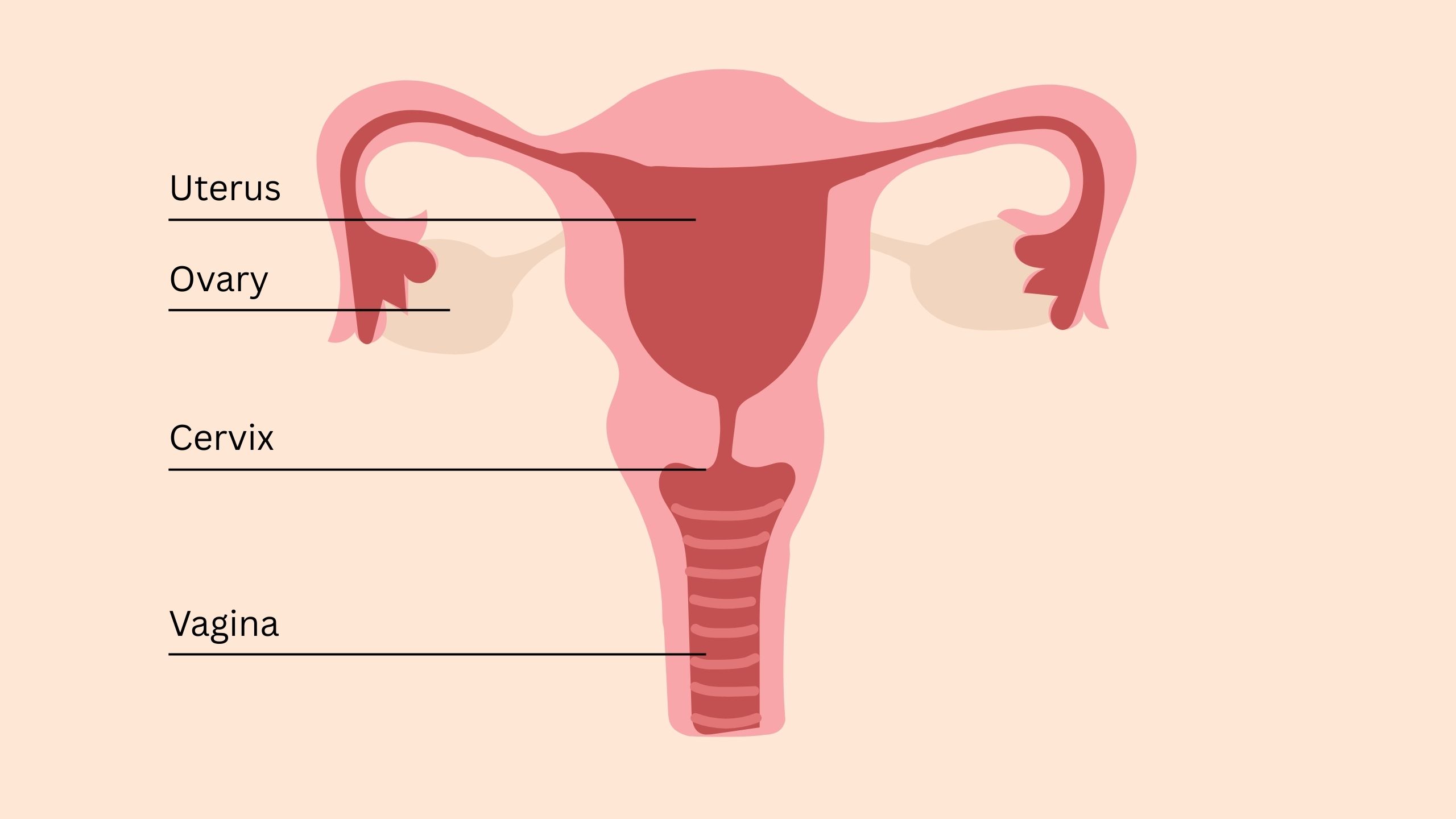 Educational illustration of the female pelvic anatomy showing uterus, ovaries, cervix, clitoris and pelvic floor muscles.