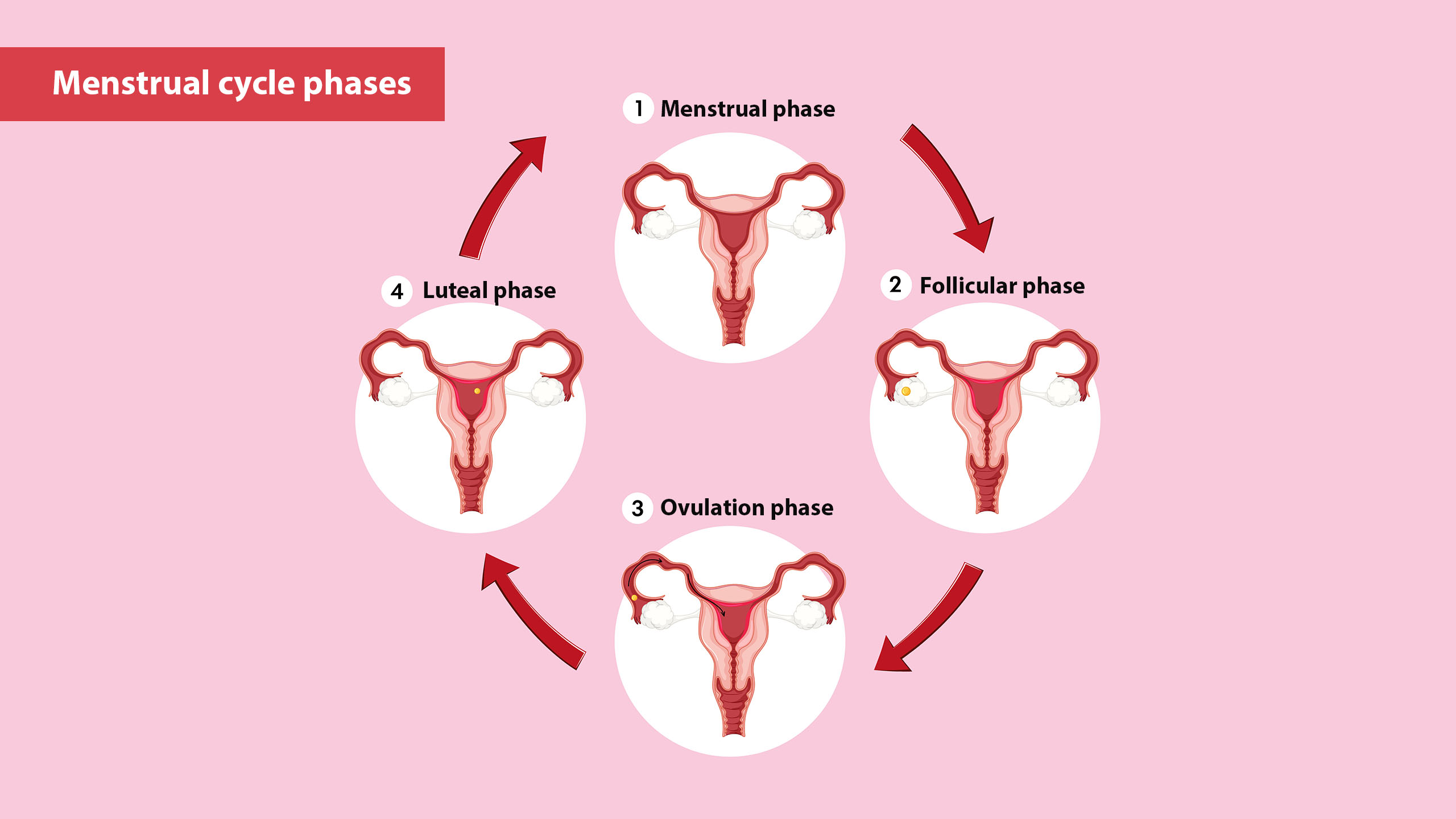 Infographic showing the four phases of the menstrual cycle and related hormone levels