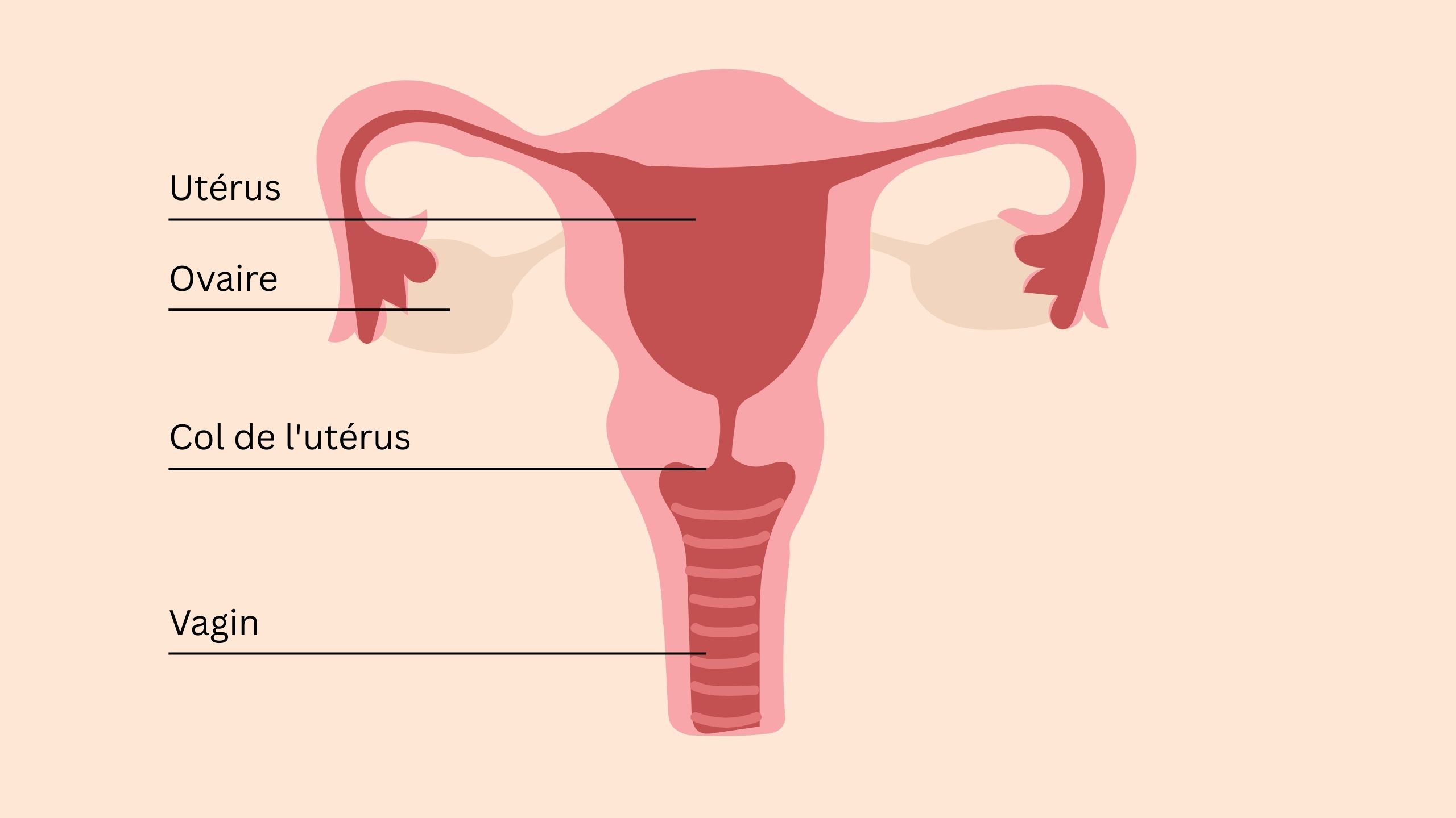 Illustration éducative de l’anatomie pelvienne féminine montrant utérus, ovaires, col de l’utérus, clitoris et muscles du plancher pelvien.