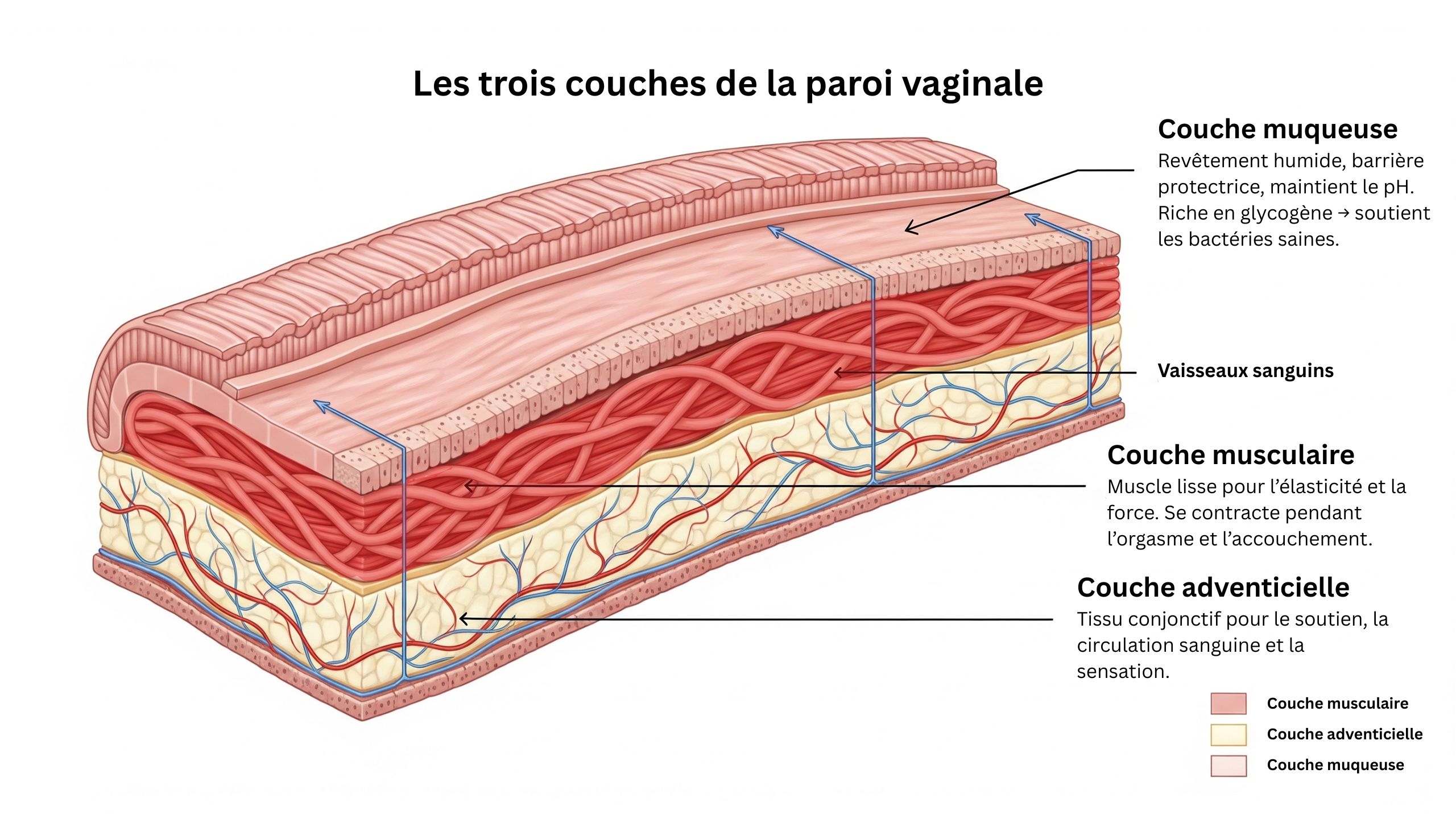 Coupe transversale légendée de la paroi vaginale : muqueuse, musculaire et adventice