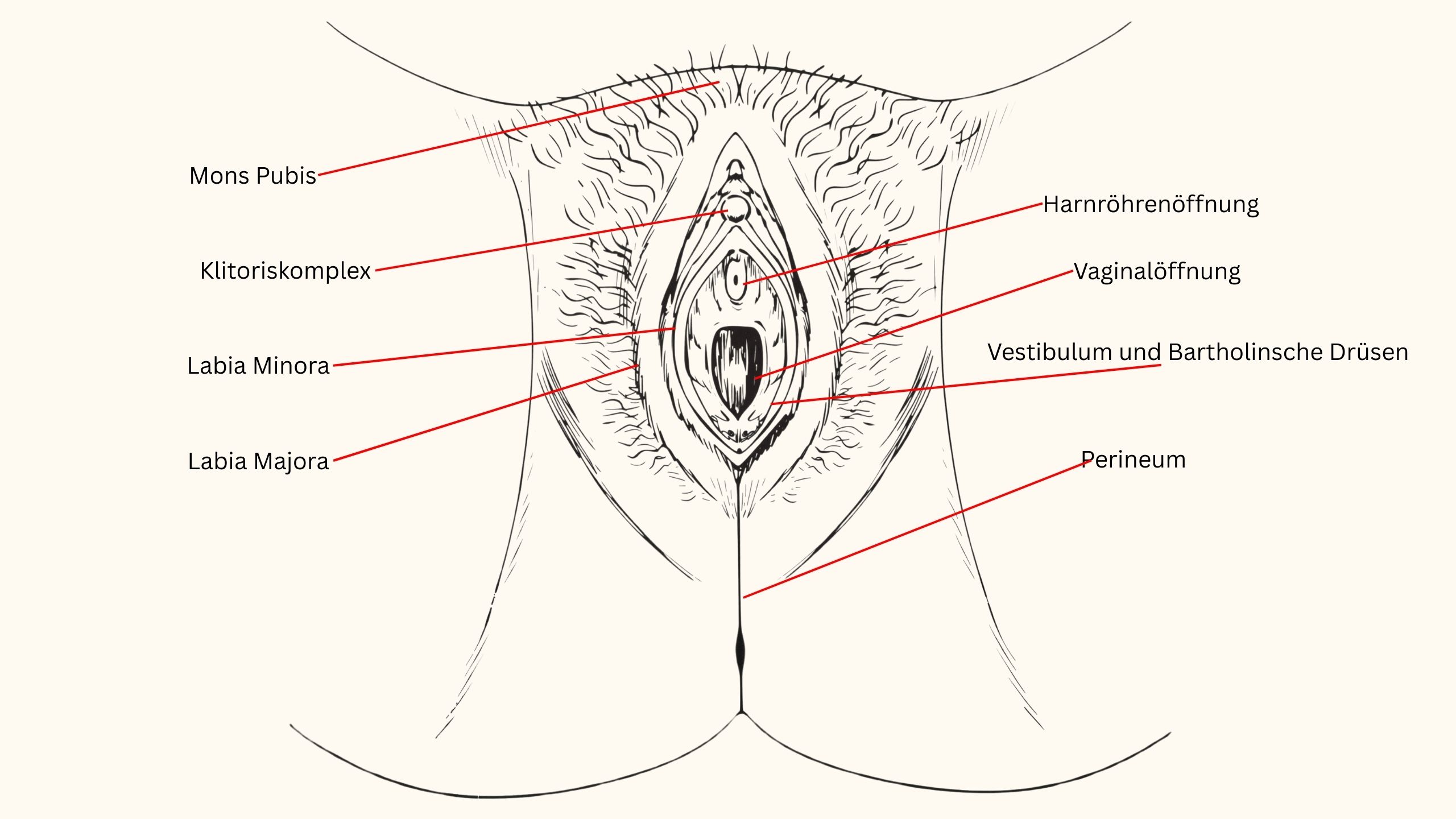 Beschriftete anatomische Illustration der weiblichen Vulva