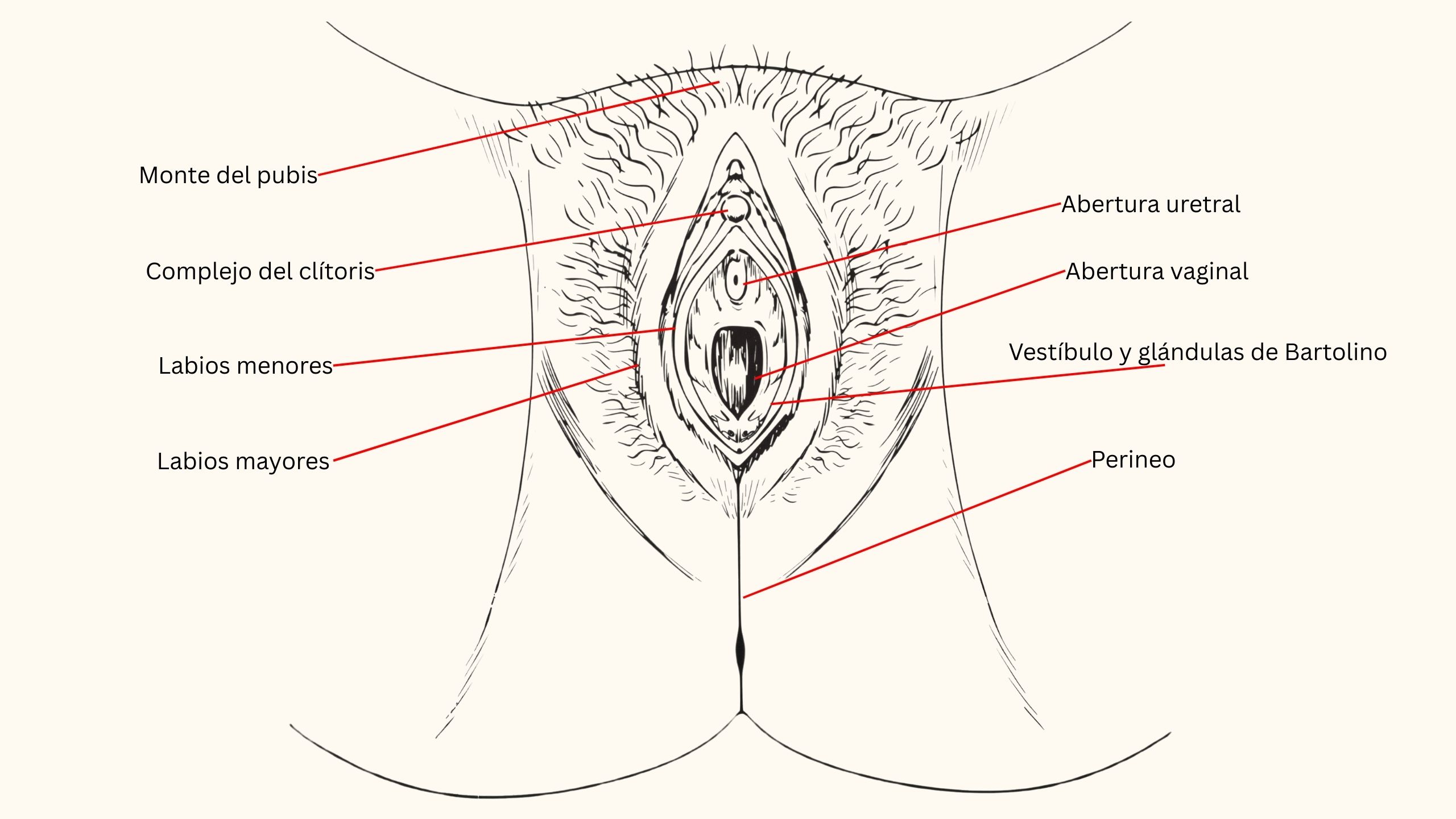 Ilustración anatómica etiquetada de la vulva femenina