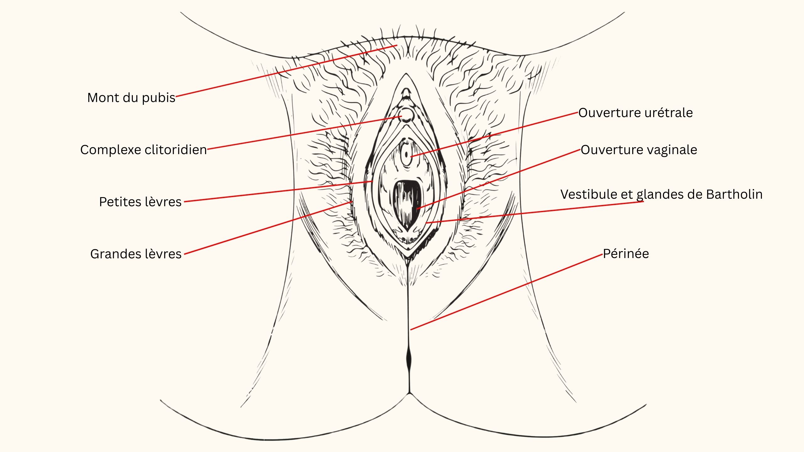 Illustration anatomique étiquetée de la vulve féminine