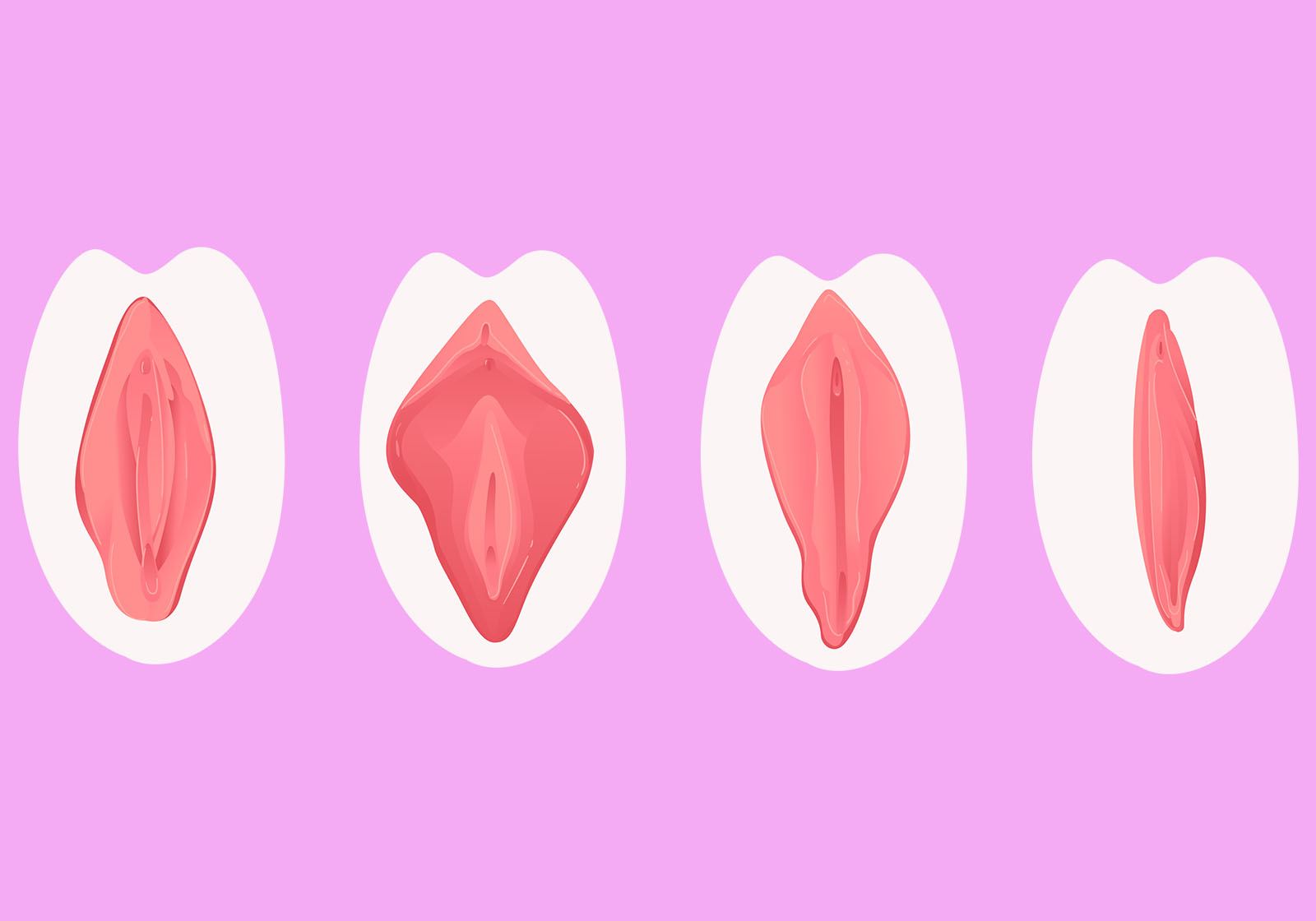 Simple, respectful pastel illustration showing natural variation in vulva shapes