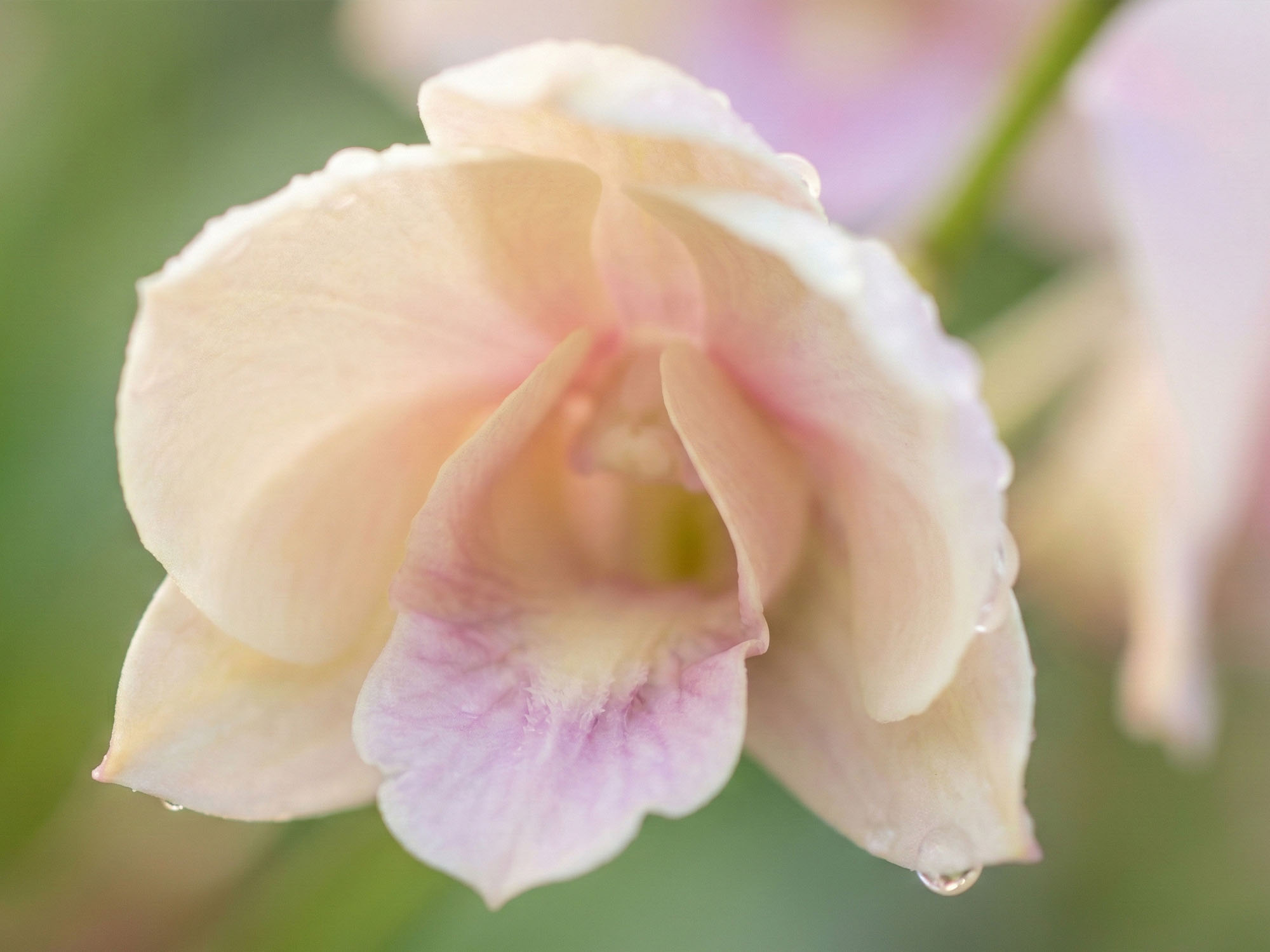 An abstract image of a flower symbolizing the vulva shape.
