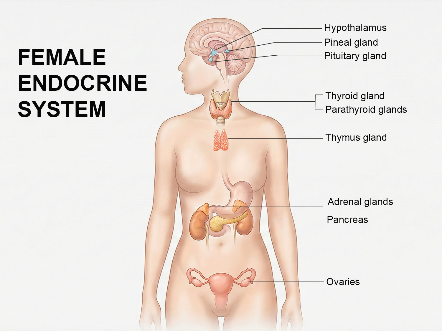Sistema endocrino femenino