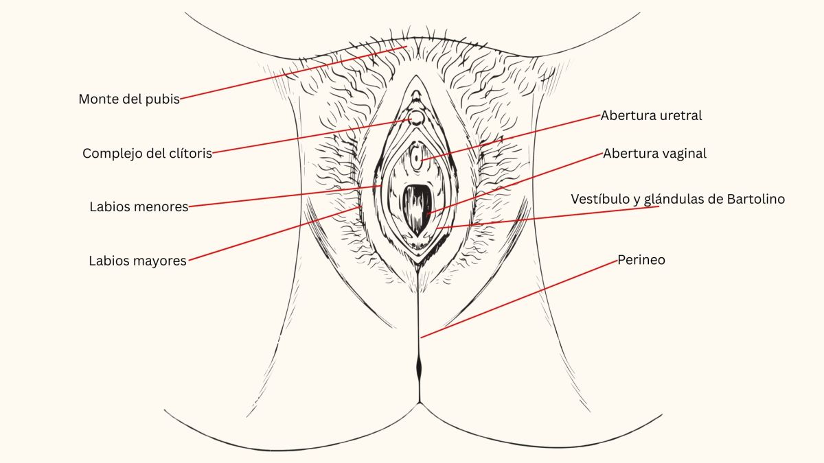 Ilustración anatómica etiquetada de la vulva femenina