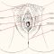 Labeled anatomical illustration of the female vulva