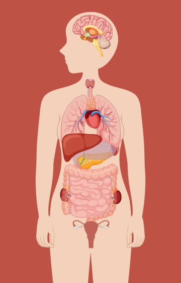 Illustrated diagram of female reproductive anatomy with labeled parts