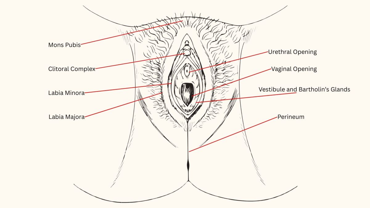 Labeled anatomical illustration of the female vulva