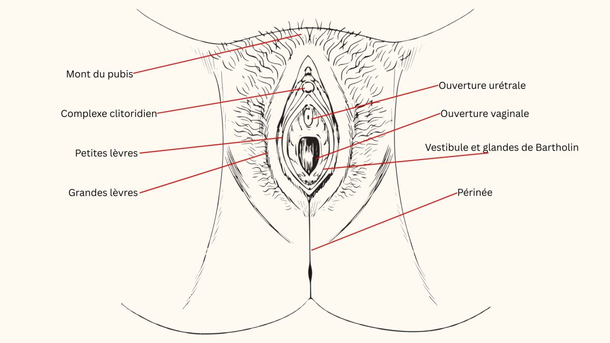 Illustration anatomique étiquetée de la vulve féminine