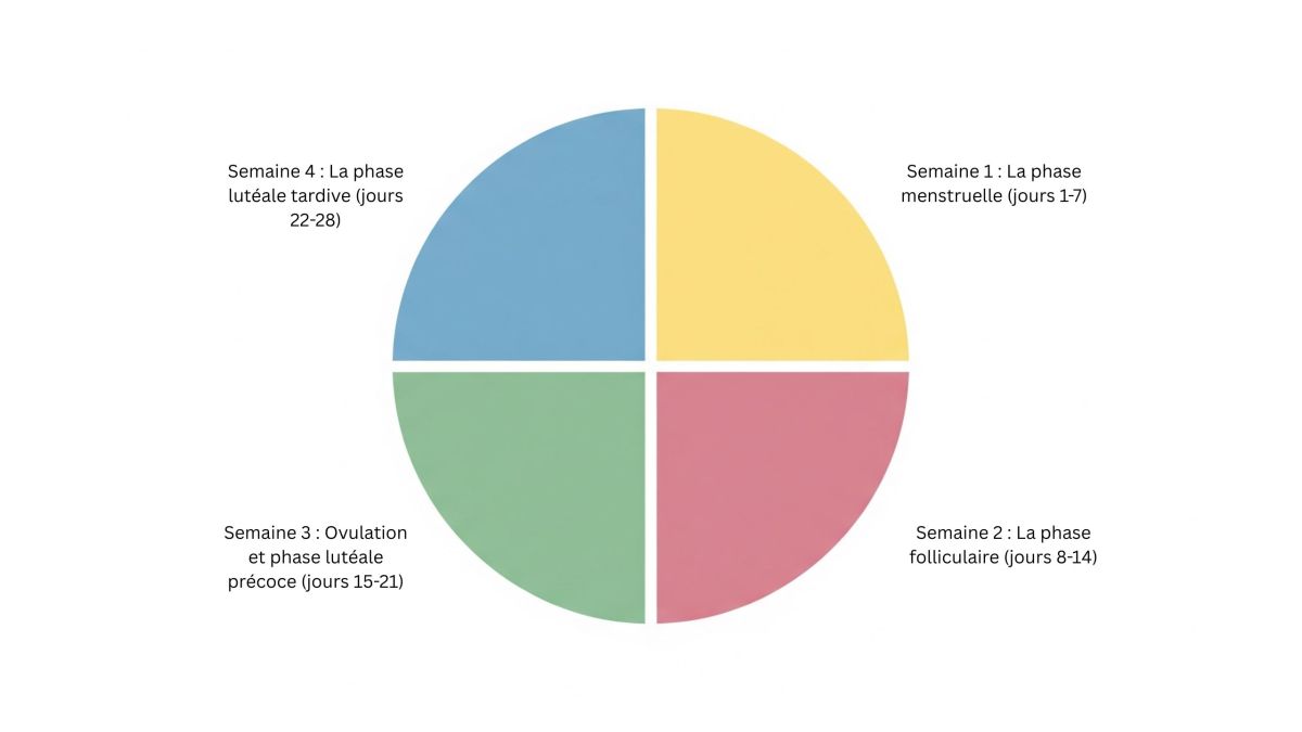 Un diagramme illustrant les quatre phases hebdomadaires du cycle menstruel.