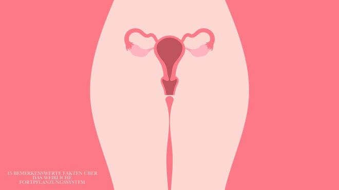 Illustriertes Diagramm des weiblichen Fortpflanzungssystems, das die Anatomie von Vulva und Vagina hervorhebt