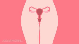 Diagrama ilustrado del sistema reproductivo femenino destacando la anatom&iacute;a de la vulva y la vagina