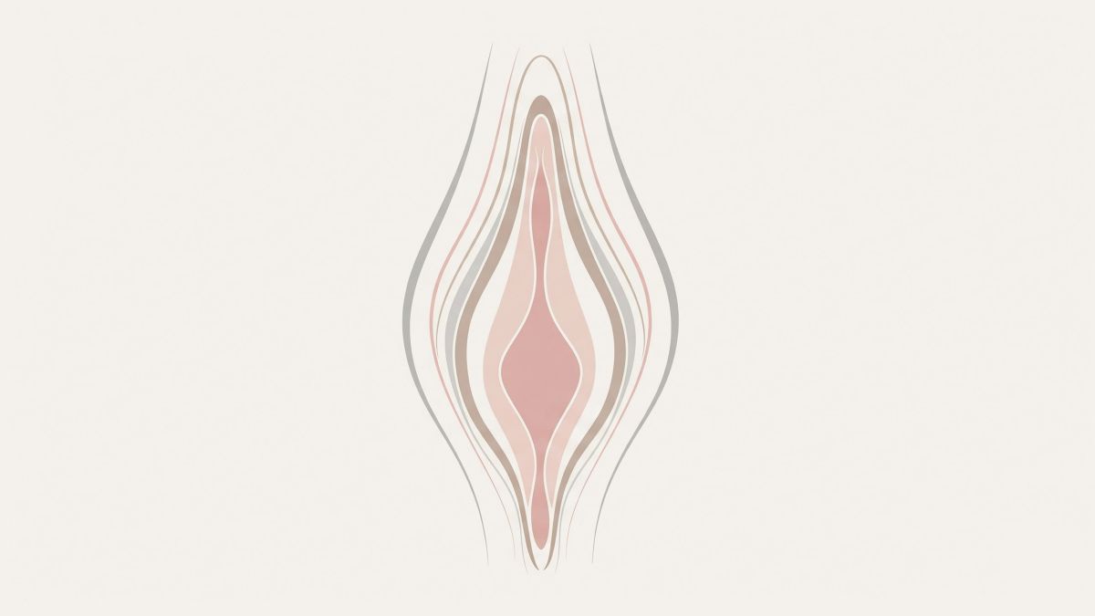 Ilustración abstracta de las curvas de la vulva para contenido educativo