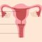 Educational illustration of the female pelvic anatomy showing uterus, ovaries, cervix, clitoris and pelvic floor muscles.