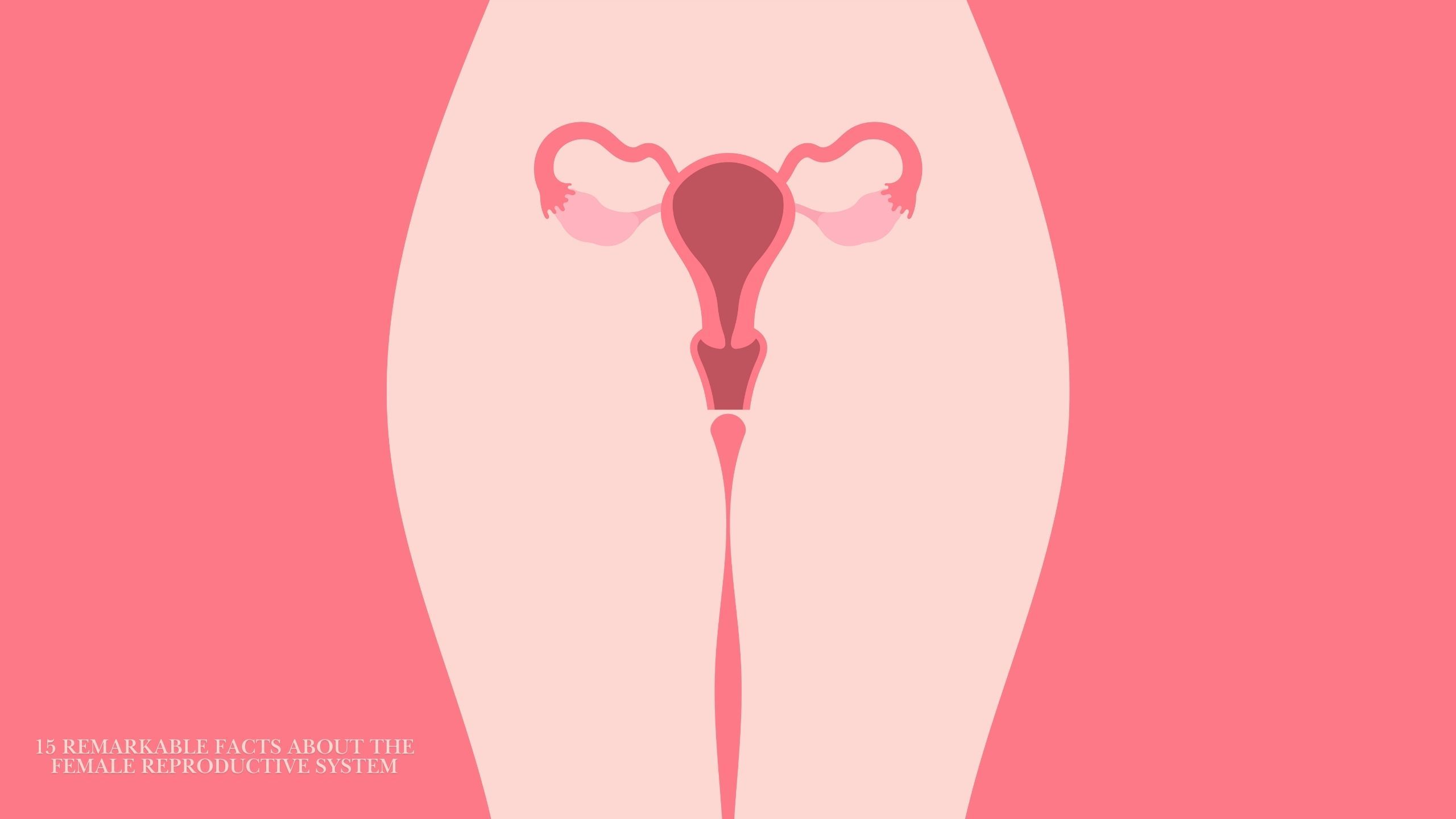 Illustrated diagram of the female reproductive system highlighting vulva and vagina anatomy