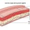 Sección transversal etiquetada de la pared vaginal: mucosa, muscular y adventicia