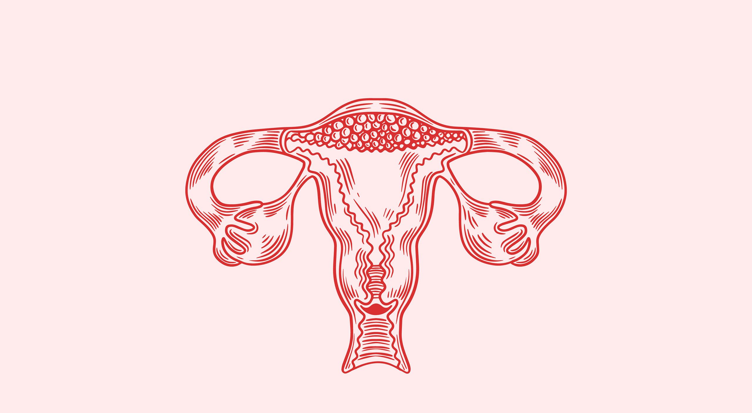 Ilustración del órgano reproductor femenino interno. (Imagen de freepik.com)