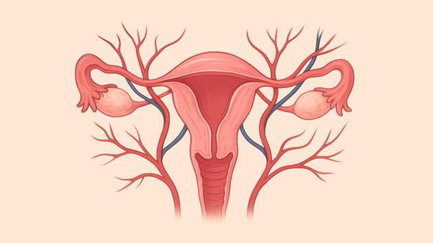 Healthy blood circulation for sexual and reproductive wellness