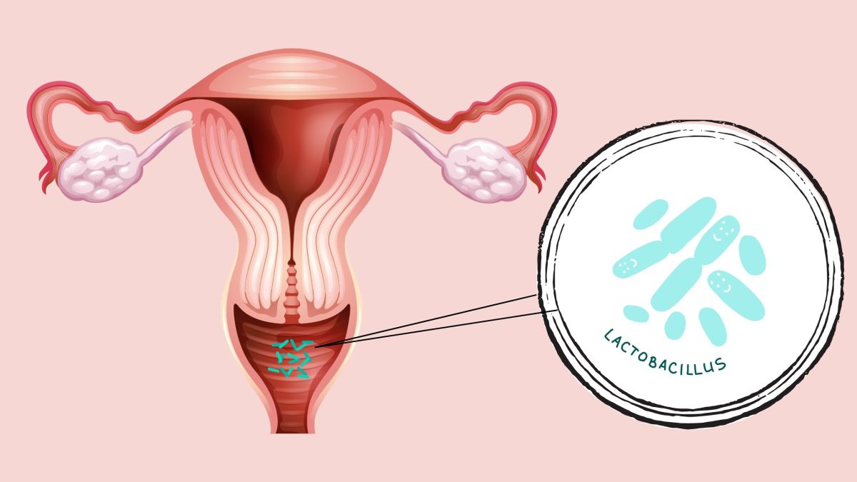 Illustration des Vaginalbereichs, die ein gesundes pH-Gleichgewicht und schützende Laktobazillen-Bakterien zeigt.