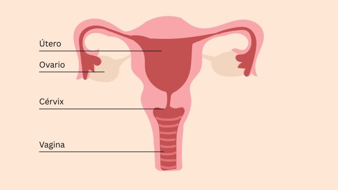 Ilustración educativa de la anatomía pélvica femenina que muestra útero, ovarios, cérvix, clítoris y músculos del suelo pélvico.