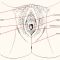 Beschriftete anatomische Illustration der weiblichen Vulva
