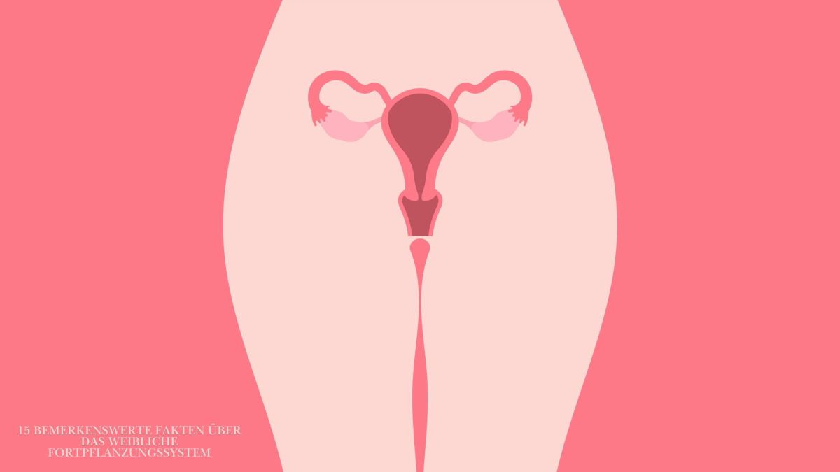 Illustriertes Diagramm des weiblichen Fortpflanzungssystems, das die Anatomie von Vulva und Vagina hervorhebt